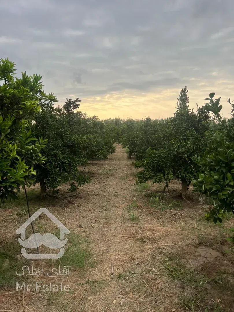 فروش باغ مرکبات/ ۱۶۰۰ متر/ قائمشهر/ سرمایه‌گذاری موفق