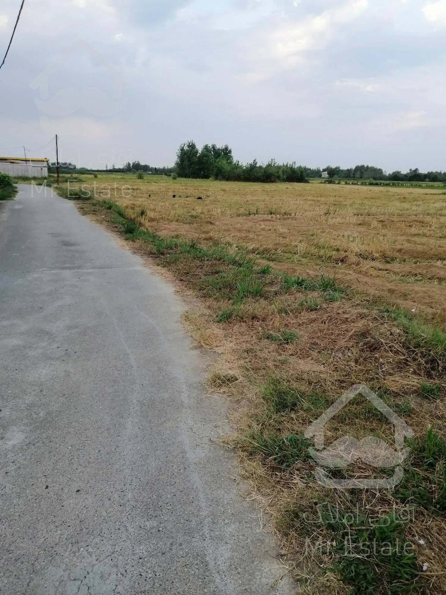 زمین کشاورزی(شالیزار)