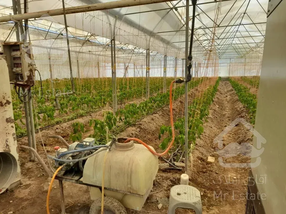 مجتمع گلخانه ای/ سلفچگان/ تک برگ