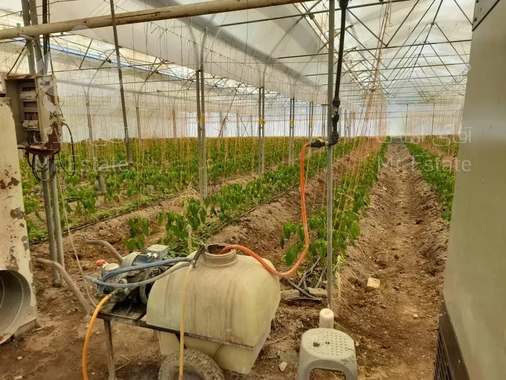 مجتمع گلخانه ای/ سلفچگان/ تک برگ