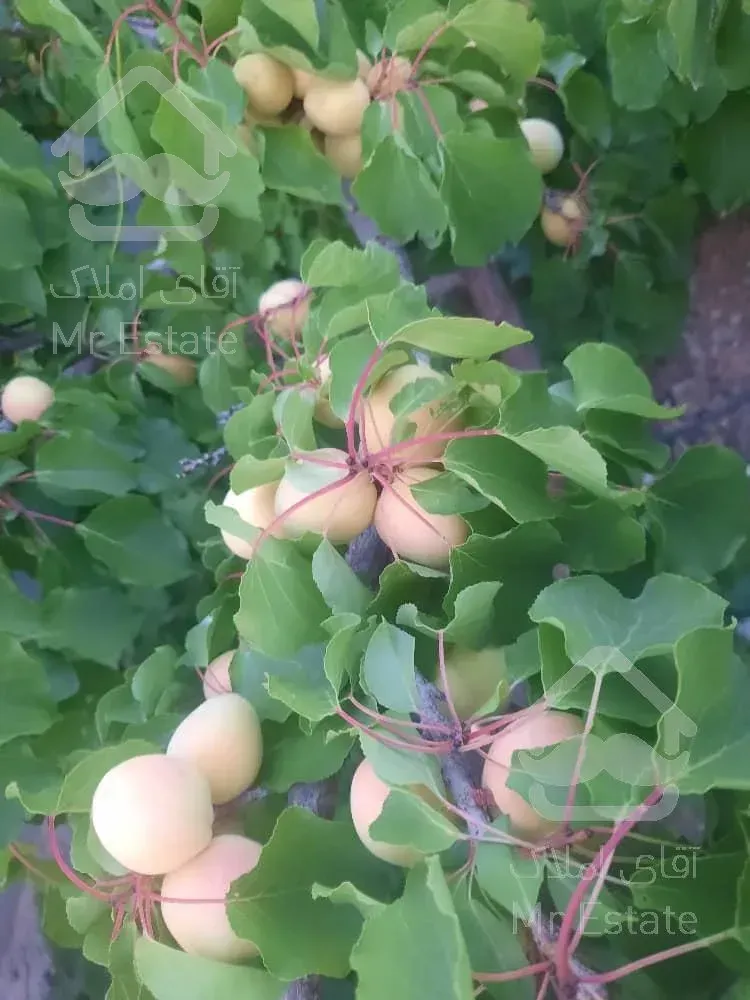 تهاتر ویلا باغ با آپارتمان در ساوه و پرند