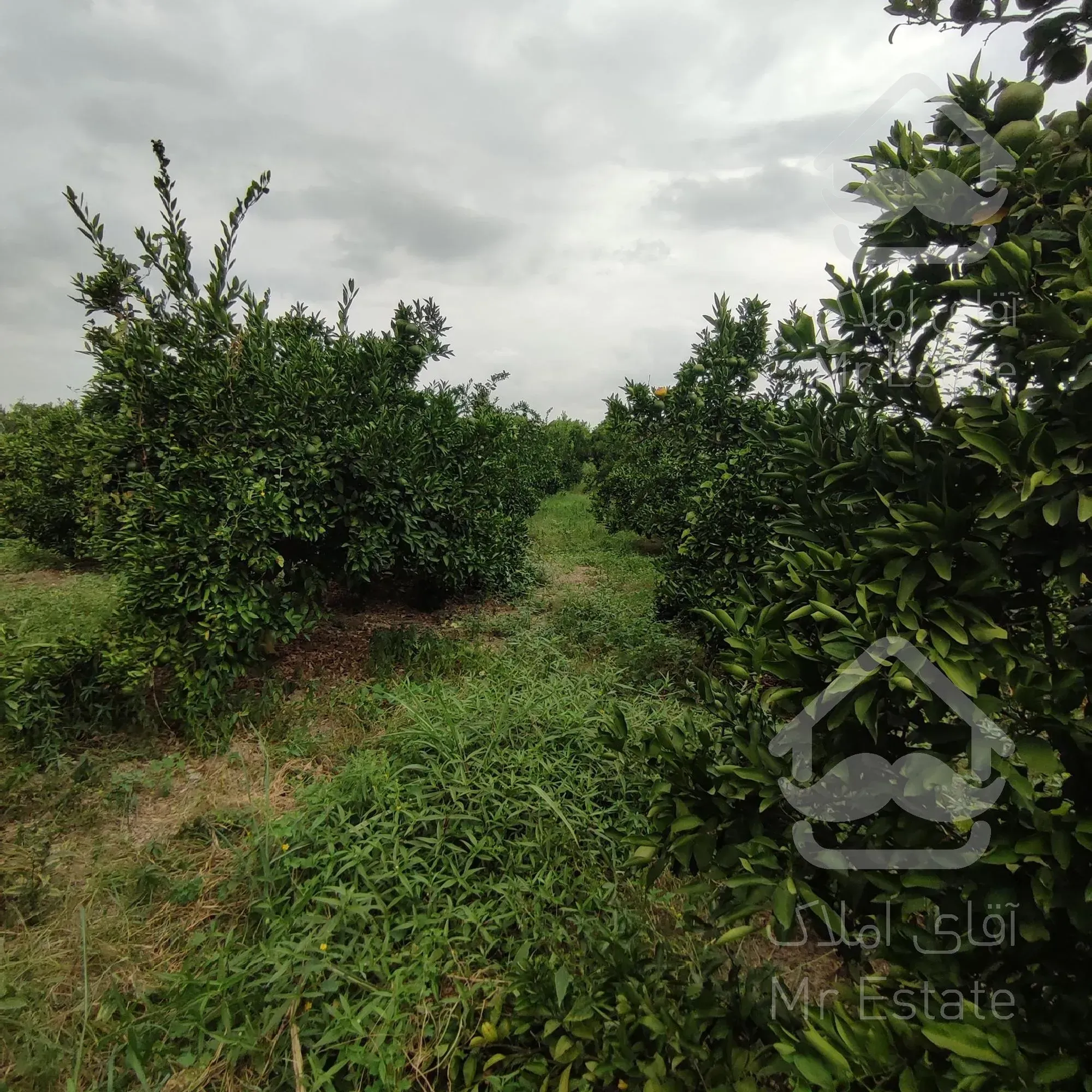 فروش باغ مرکبات/ ۱۶۰۰ متر/ قائمشهر/ سرمایه‌گذاری موفق