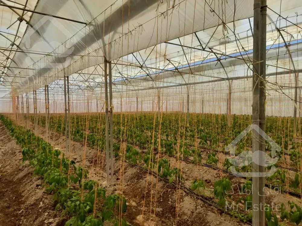 مجتمع گلخانه ای/ سلفچگان/ تک برگ