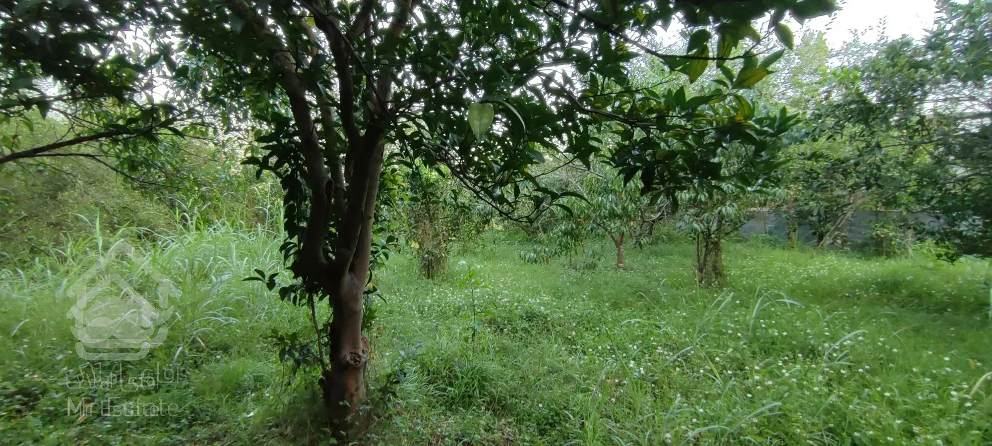 فروش باغ/ ۱۰۵۰ متر/ قائمشهر/سرمایه‌گذاری موفق