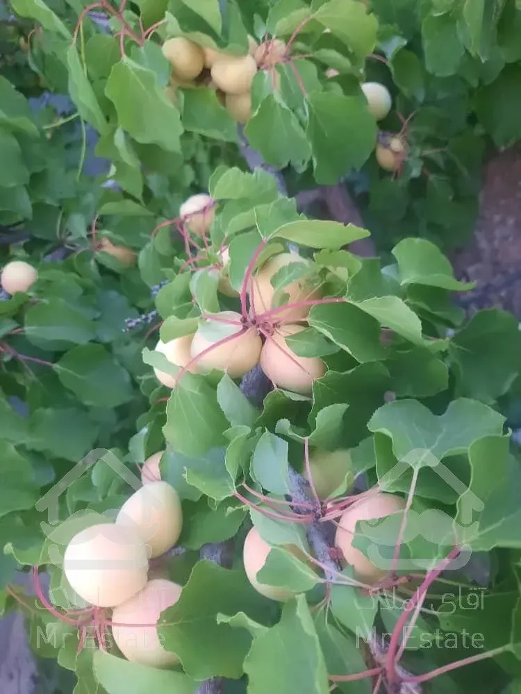 تهاتر ویلا باغ با اپارتمان در ساوه پرند