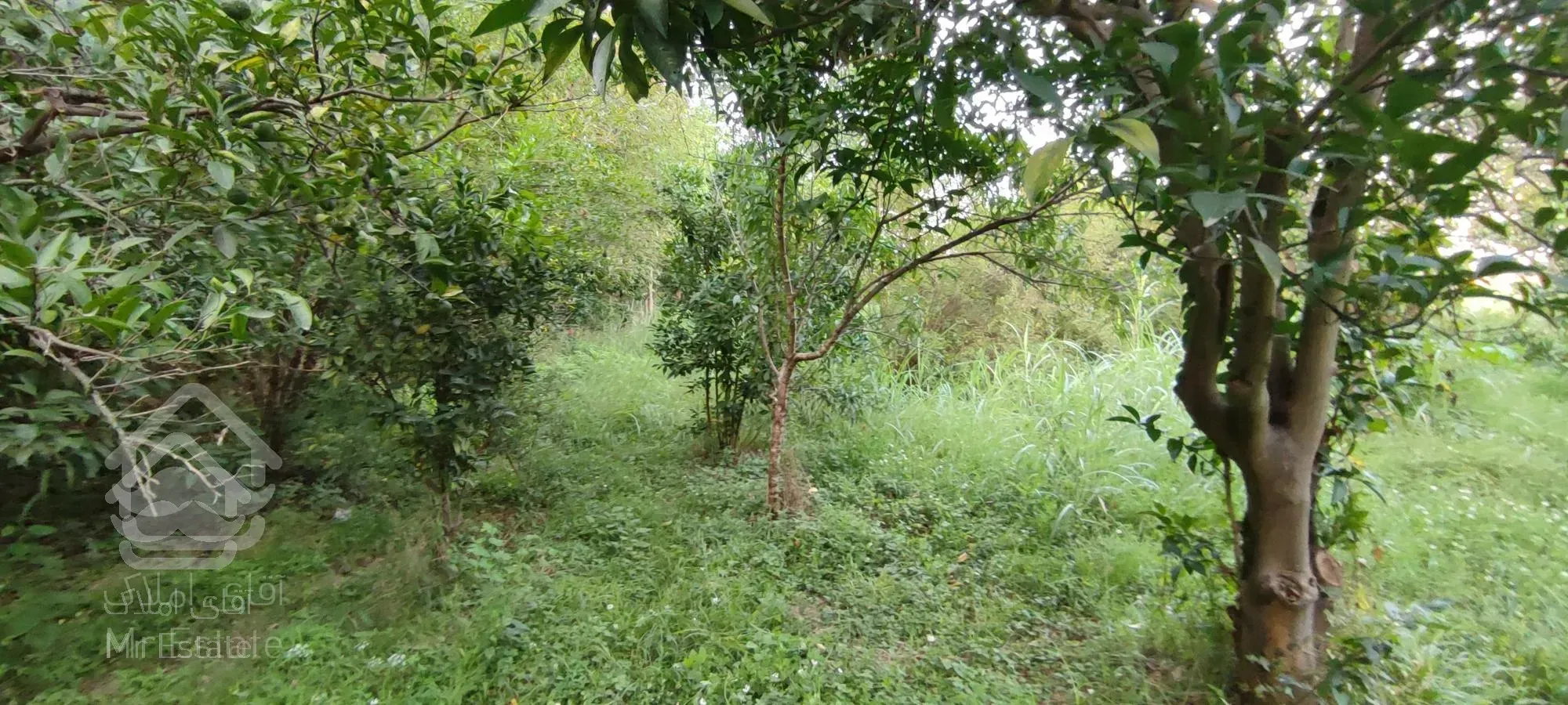 فروش باغ/ ۱۰۵۰ متر/ قائمشهر/سرمایه‌گذاری موفق