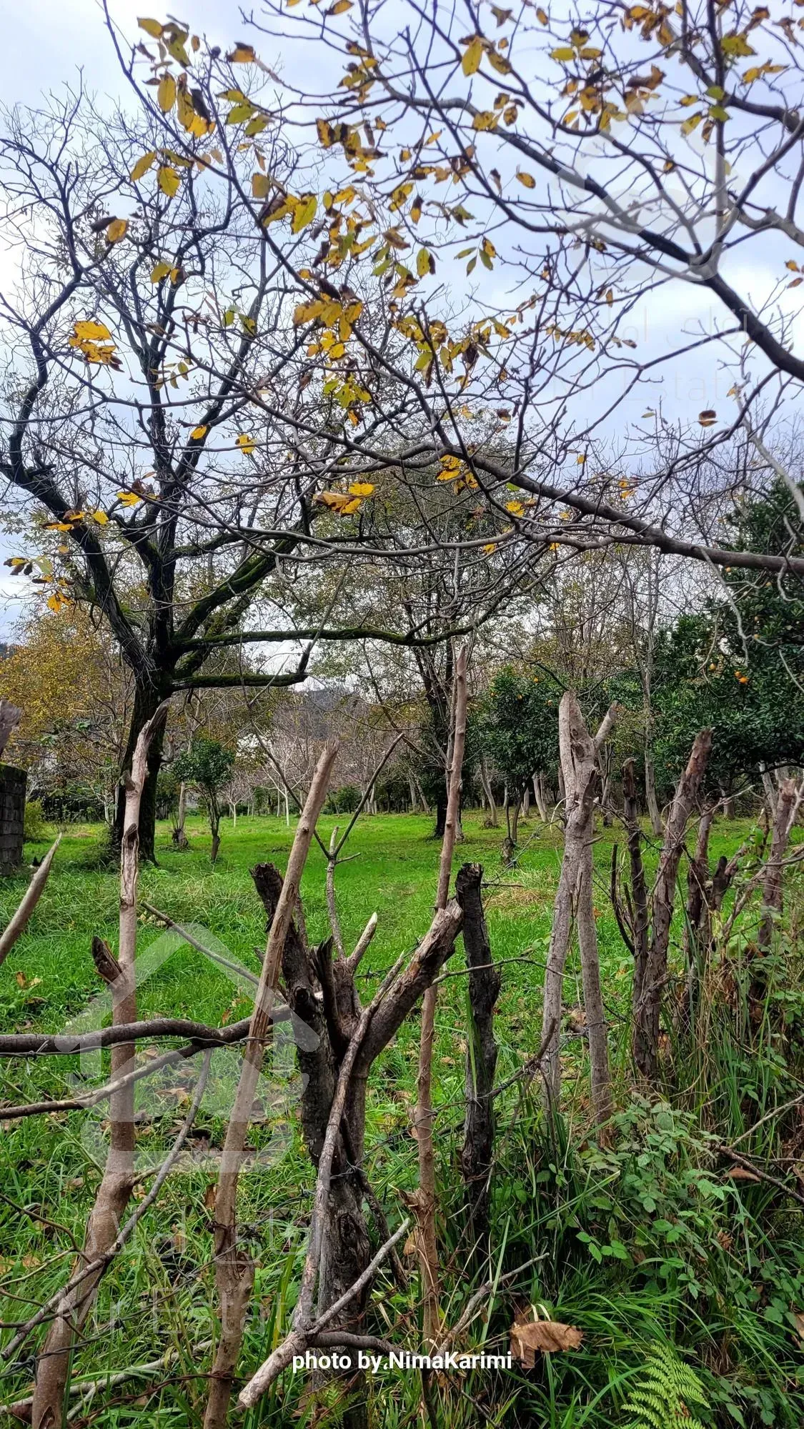 فروش زمین دو نبش مسکونی سند تک‌برگ در رامسر