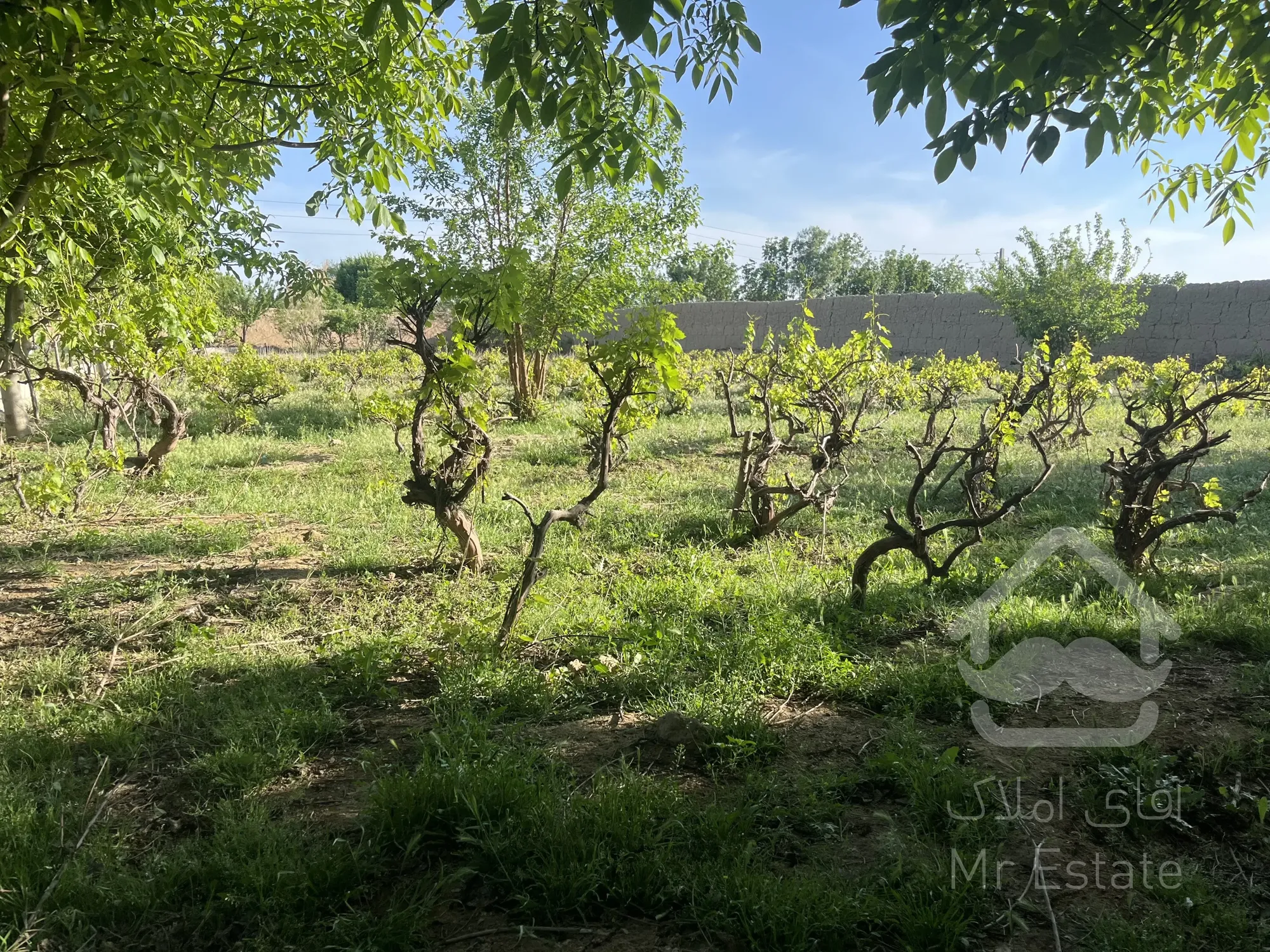 باغ ویلا مناسب تالار