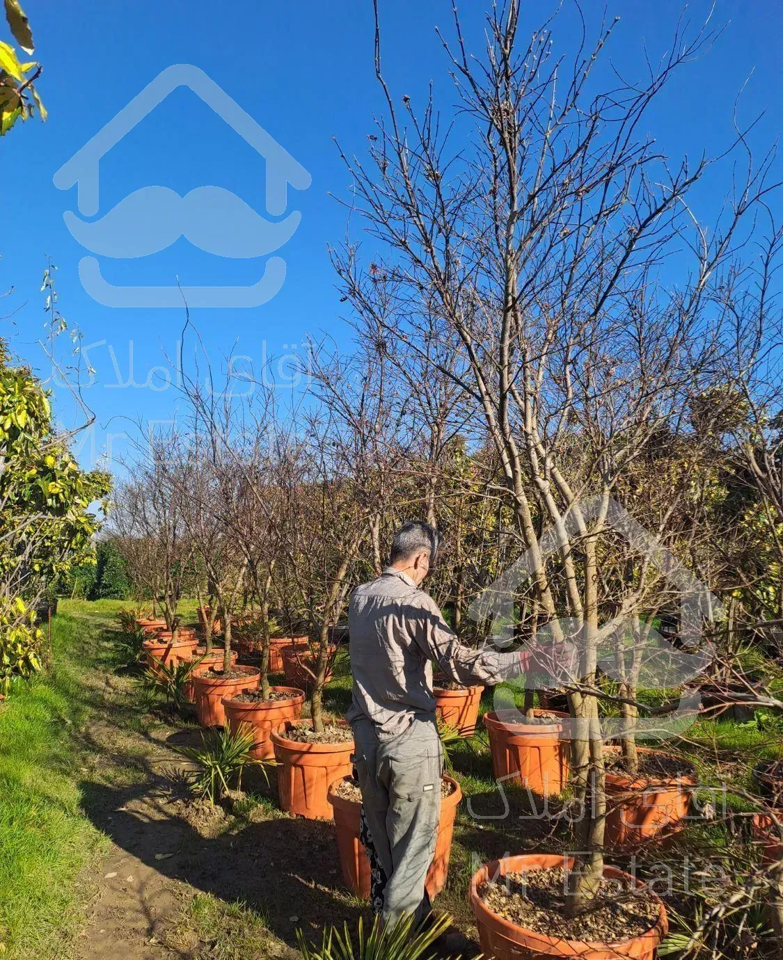 گل وگیاه افراایستاده ومجنون گلدان بزرگ