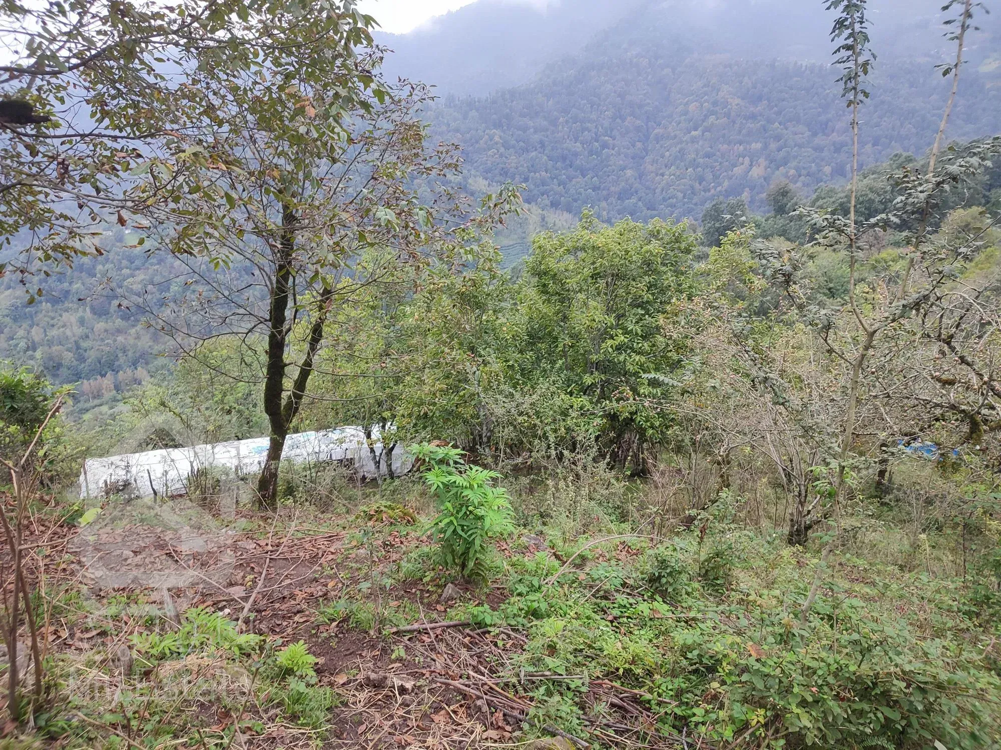 زمین بکر و جنگلیبا مدارک قانونی و ساخت