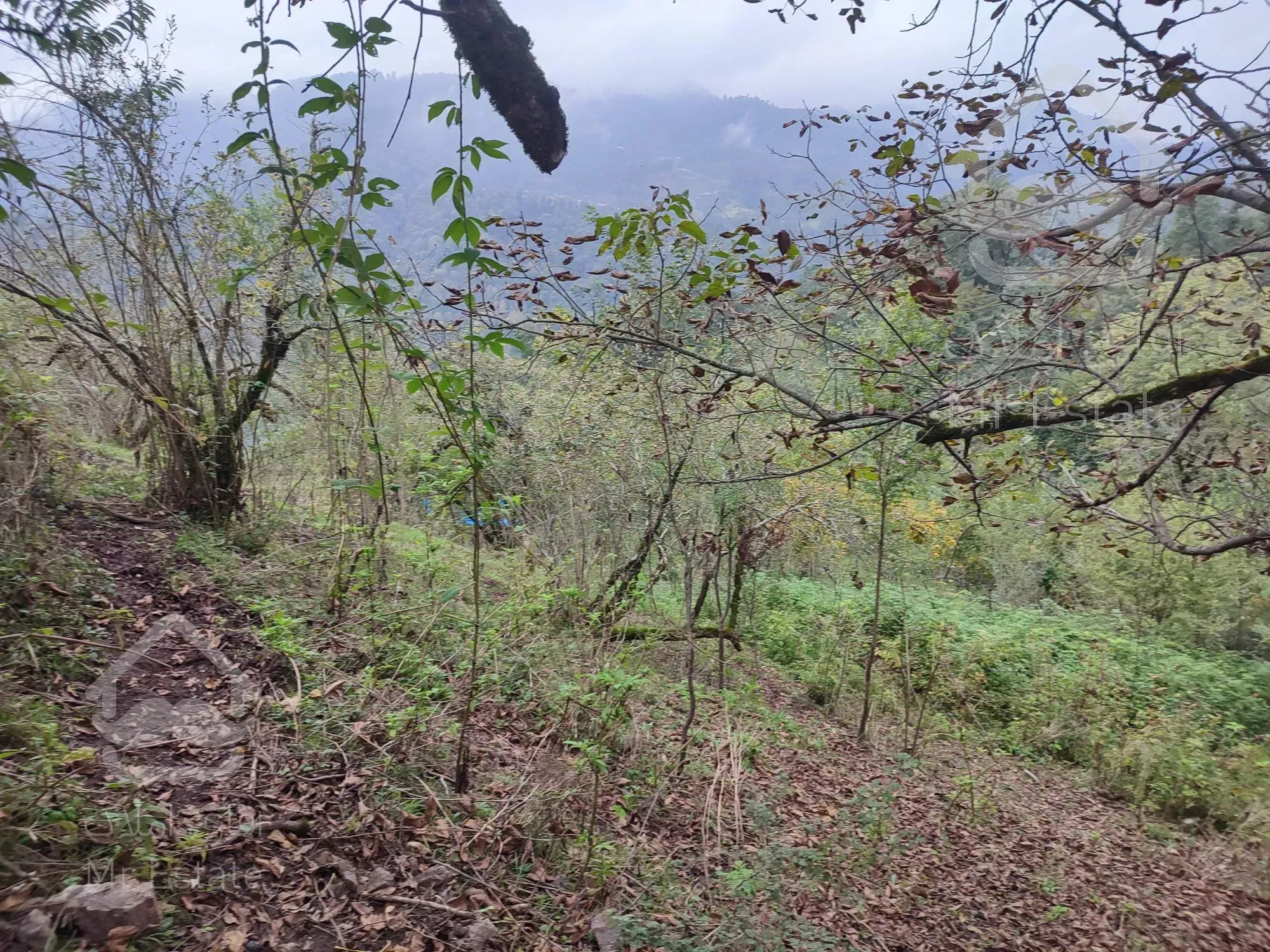 زمین بکر و جنگلیبا مدارک قانونی و ساخت