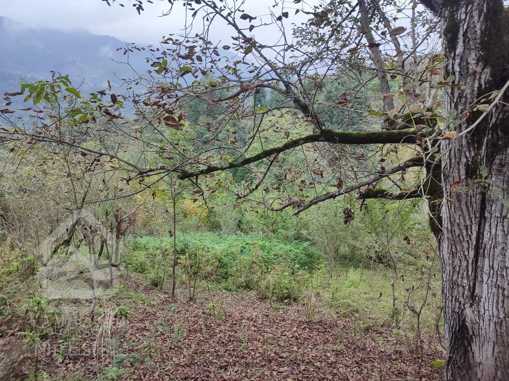 زمین بکر و جنگلیبا مدارک قانونی و ساخت