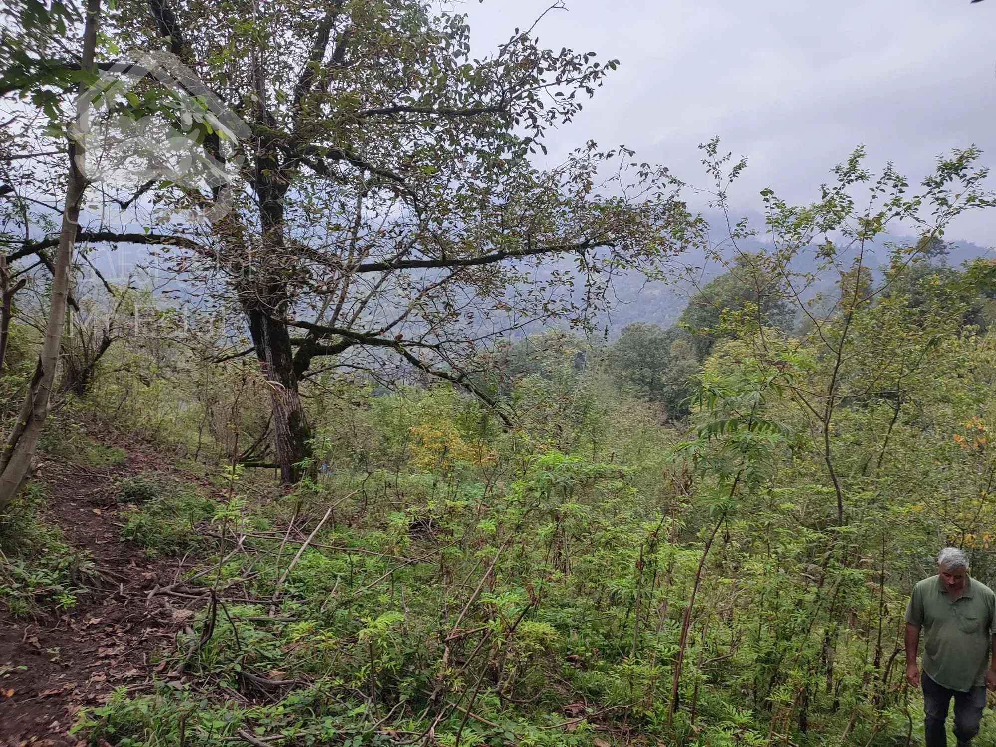 زمین بکر و جنگلیبا مدارک قانونی و ساخت