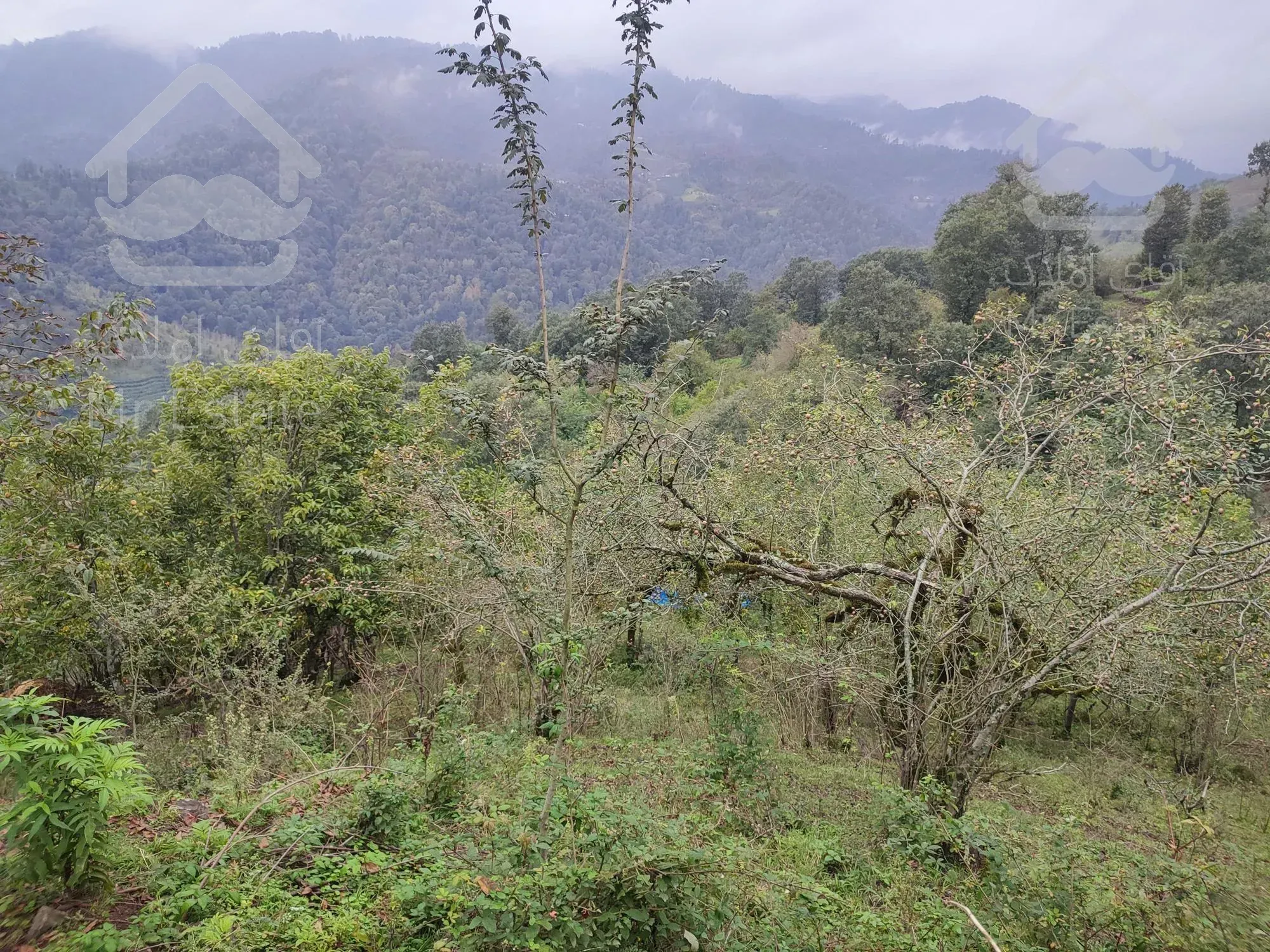 زمین بکر و جنگلیبا مدارک قانونی و ساخت