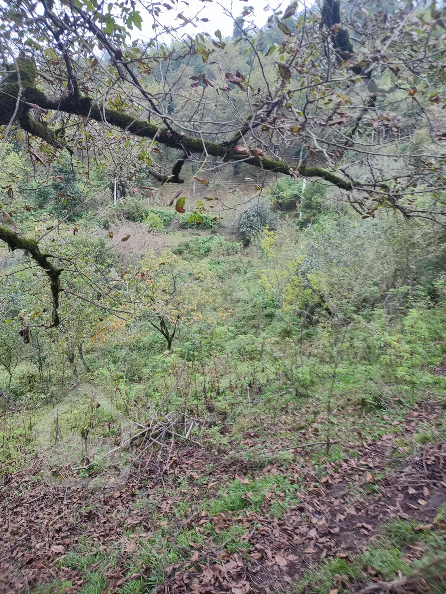 زمین بکر و جنگلیبا مدارک قانونی و ساخت