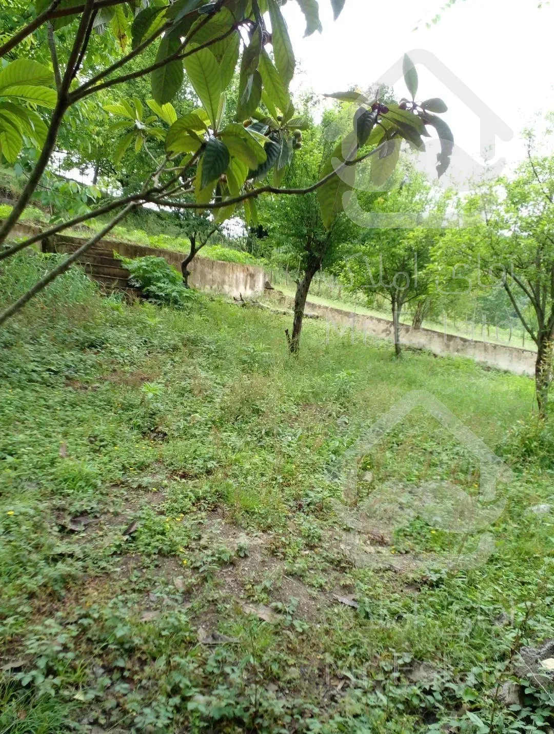 ۴۰۰متر پلاک ۱جنگل ویو دار درروستای شهران