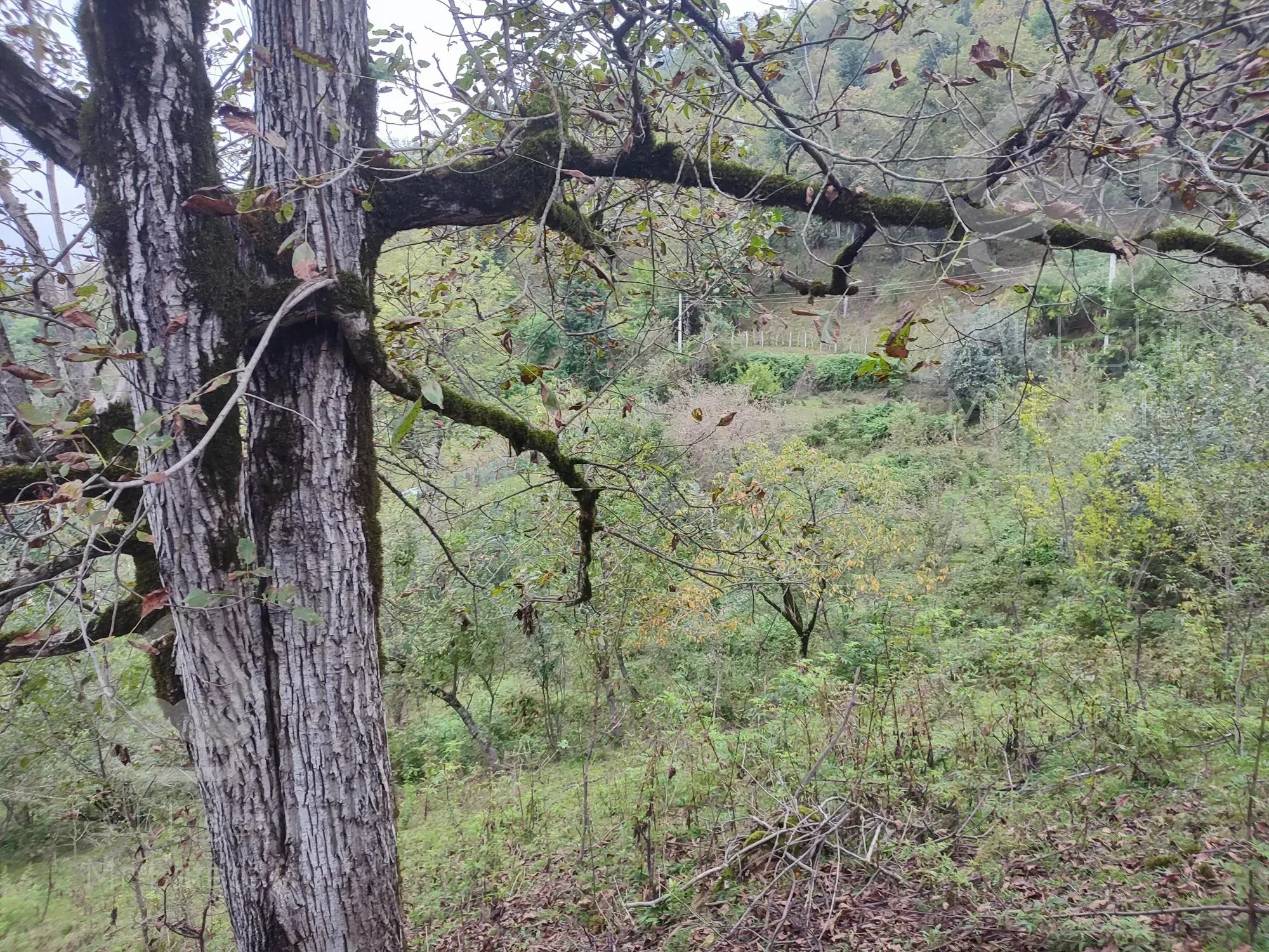 زمین بکر و جنگلیبا مدارک قانونی و ساخت