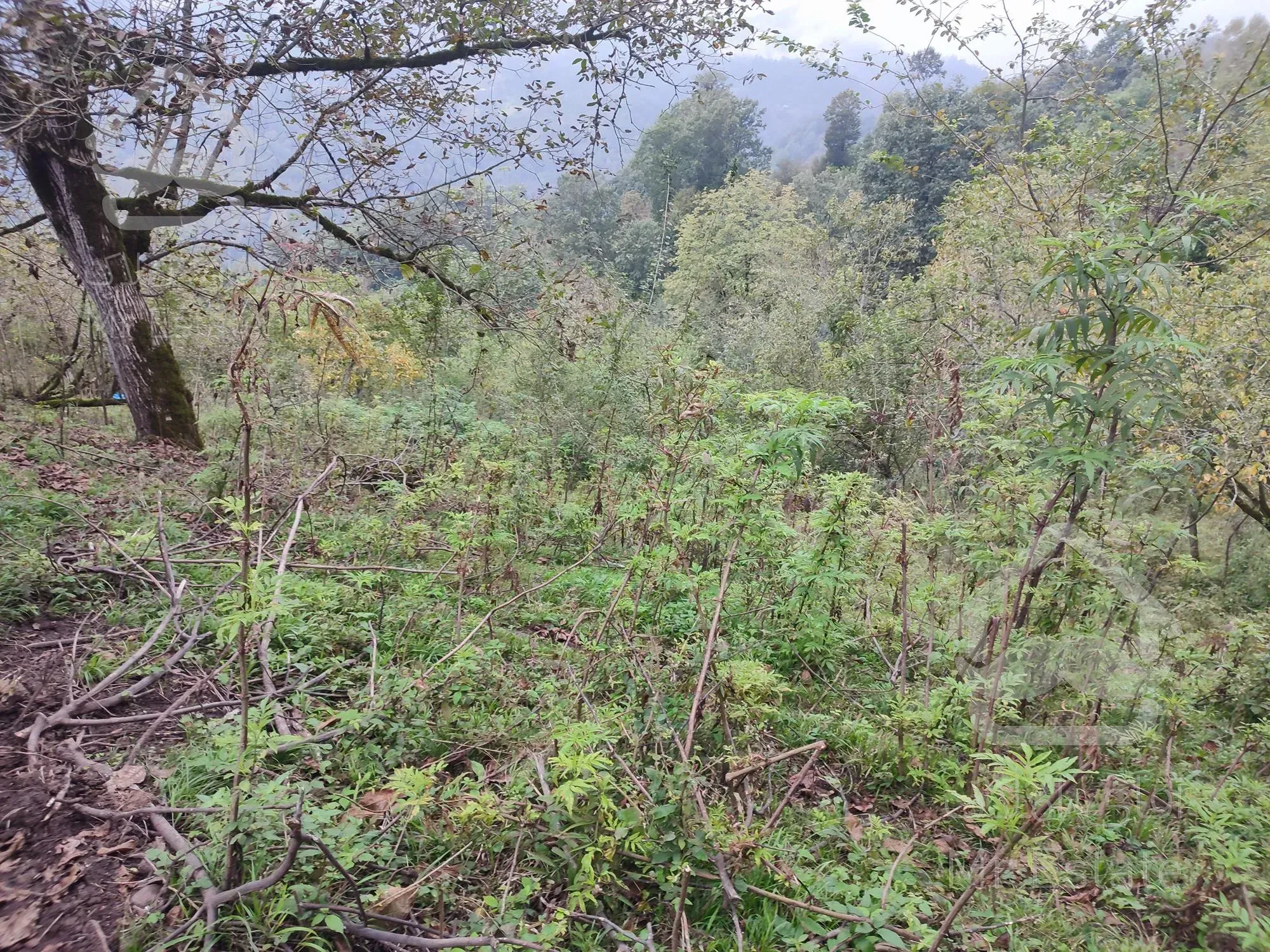 زمین بکر و جنگلیبا مدارک قانونی و ساخت