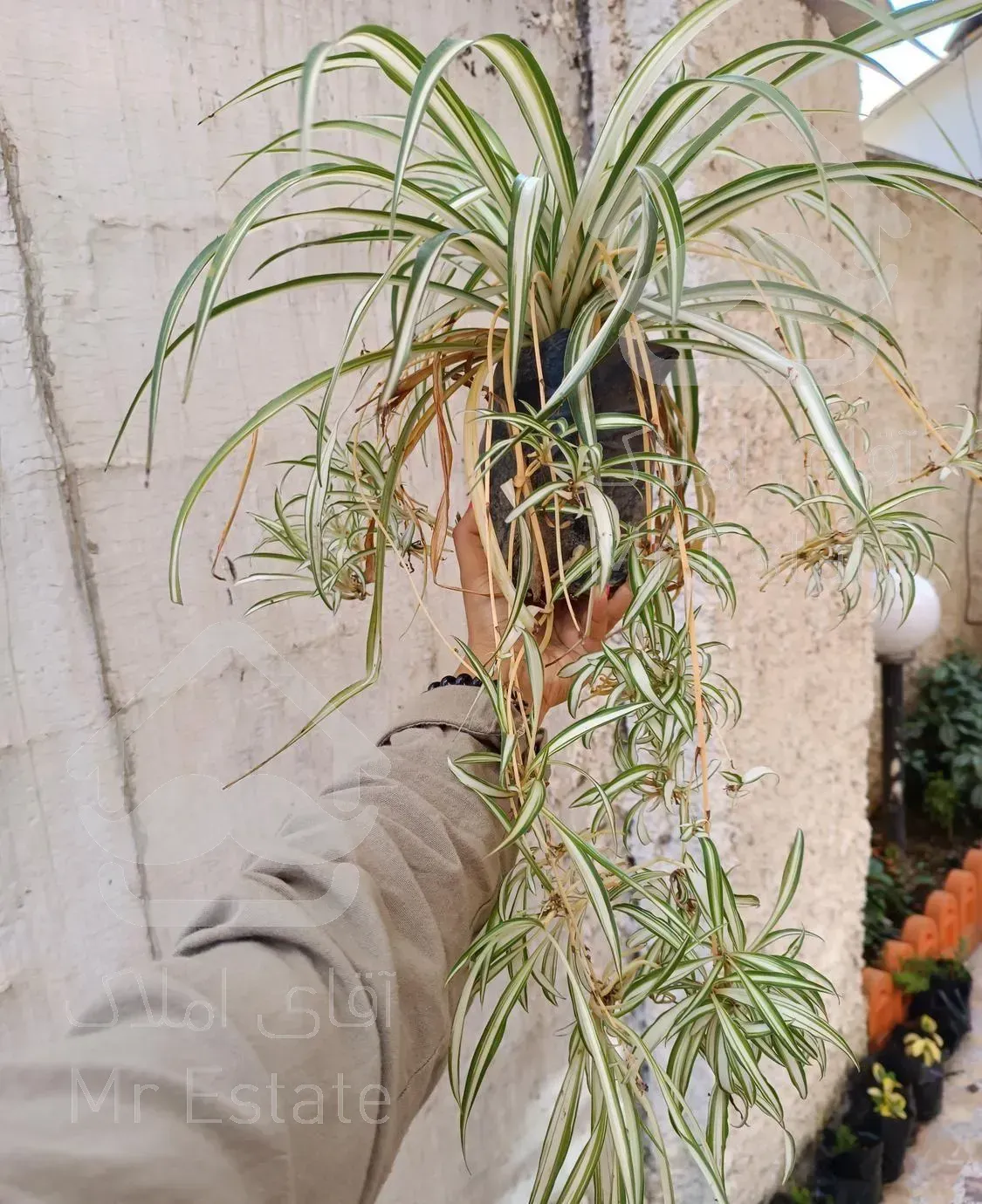 فروش گل و گیاه