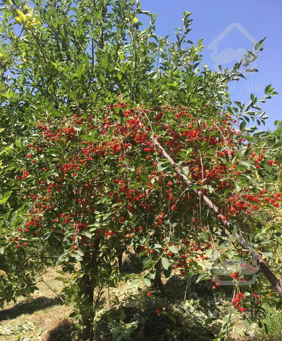باغ در لواسان بزرگ (ایرا)