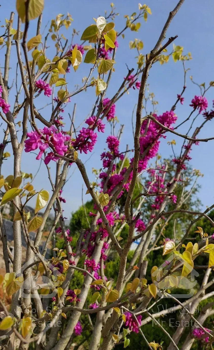 اجرای فضای سبز