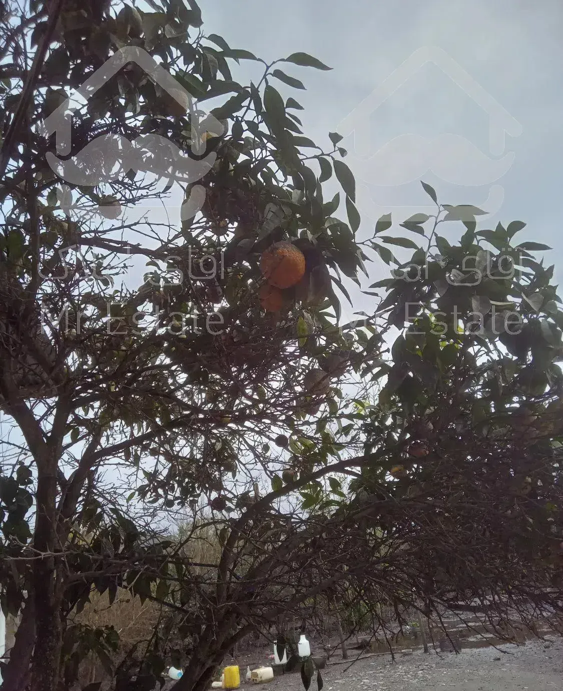 اجاره ویلا باغ خانوادگی وروستایی وساحلی