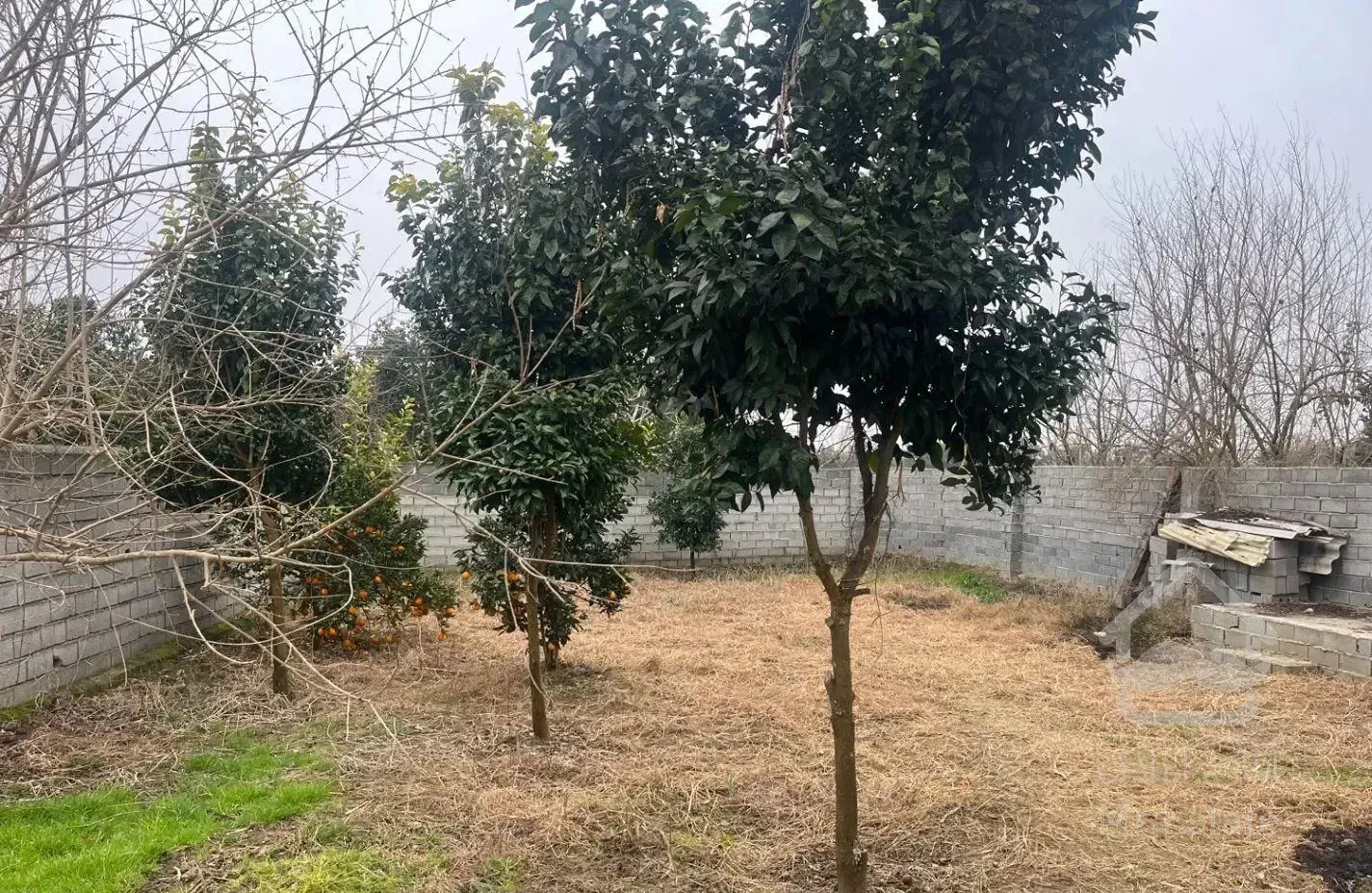 شمال سیمرغ کیاکلا