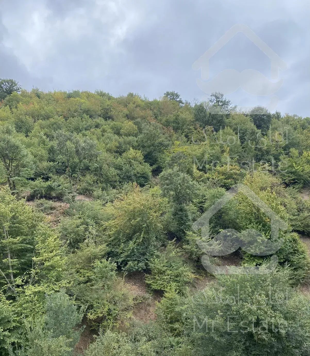 اجاره  سوئیت جنگلی(کیاسر)