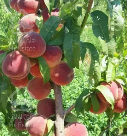 باغ  1500 متری در اهر جاده مشگین شهر تبریز