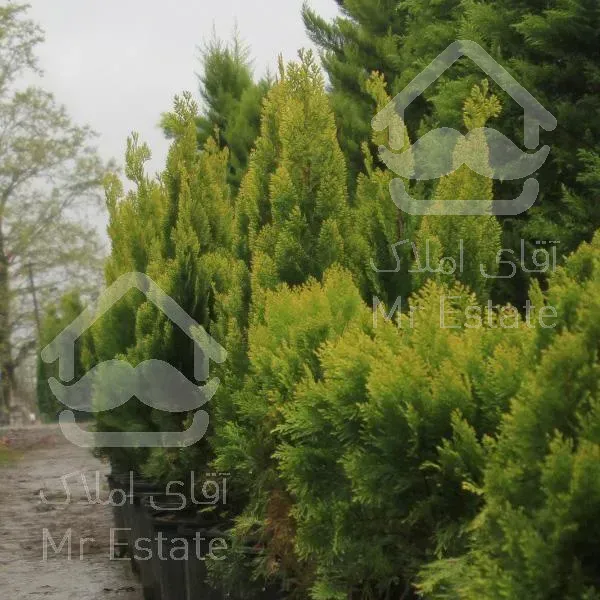 تولید گل و گیاه بیرونی و اجرای فضای سبز