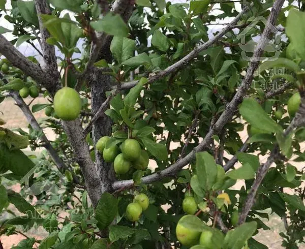 ۴۵۰ متر باغ در هومند وادان