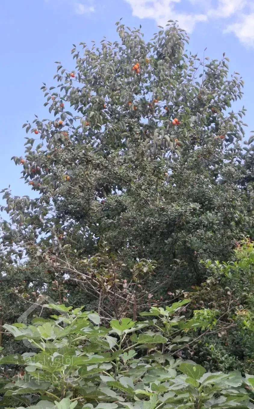 ویلا صفر کلید نخورده ۴۸۰ متر زمین با بنای ۲۳۰ متری