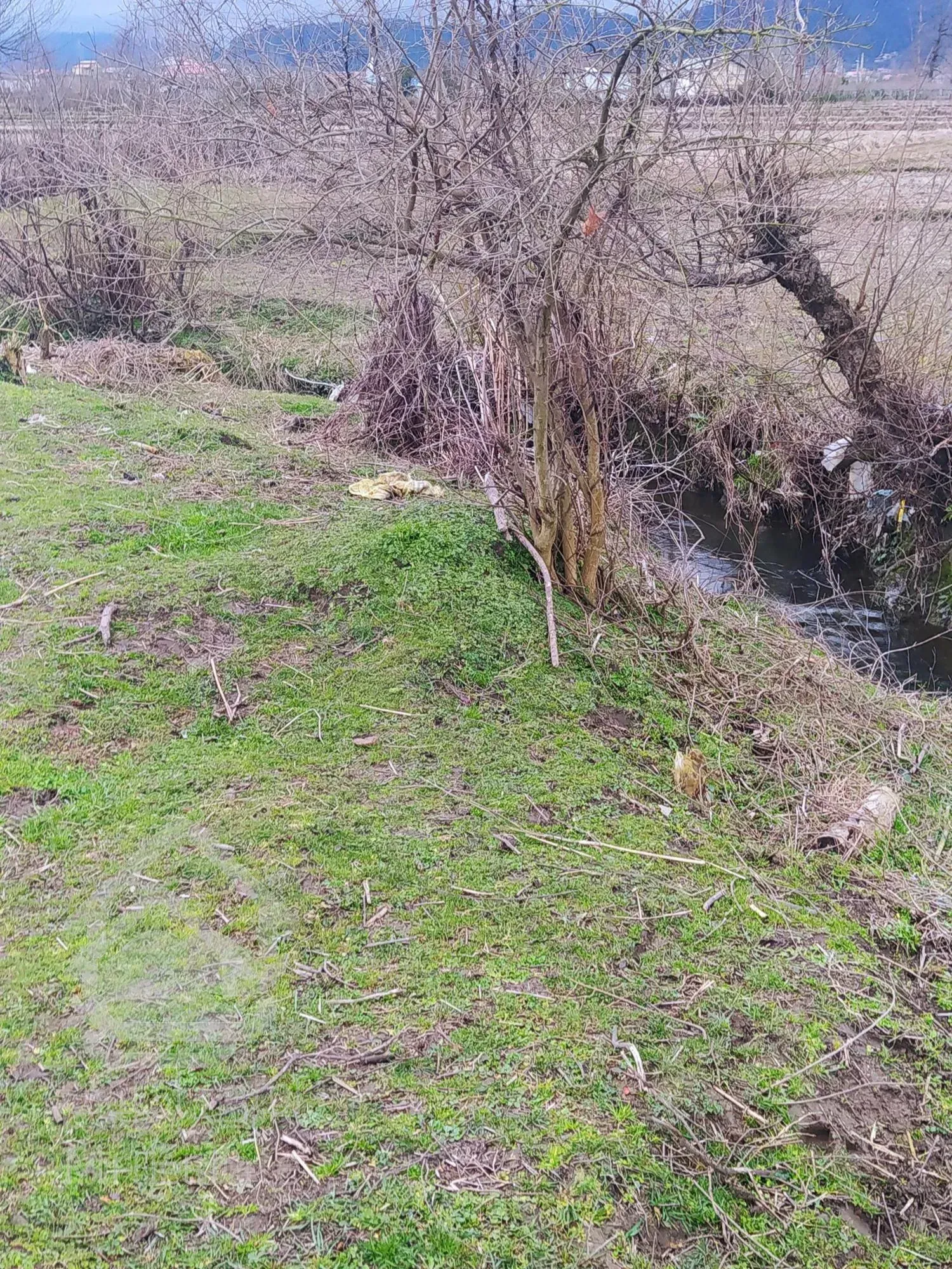 زمین مزروعی مناسب سرمایه گذاری