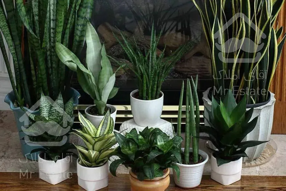 گل اپارتمانی