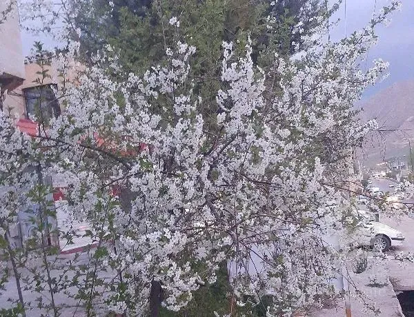 رهن آپارتمان ۸۰ متری ۲ خوابه در بلوار کشاورز