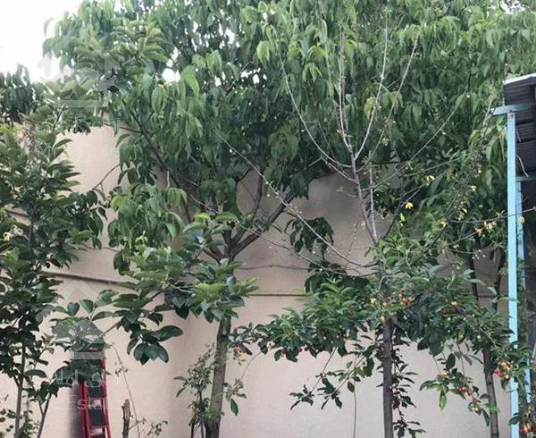 ویلا باغ  310متر 4خواب نیاوران