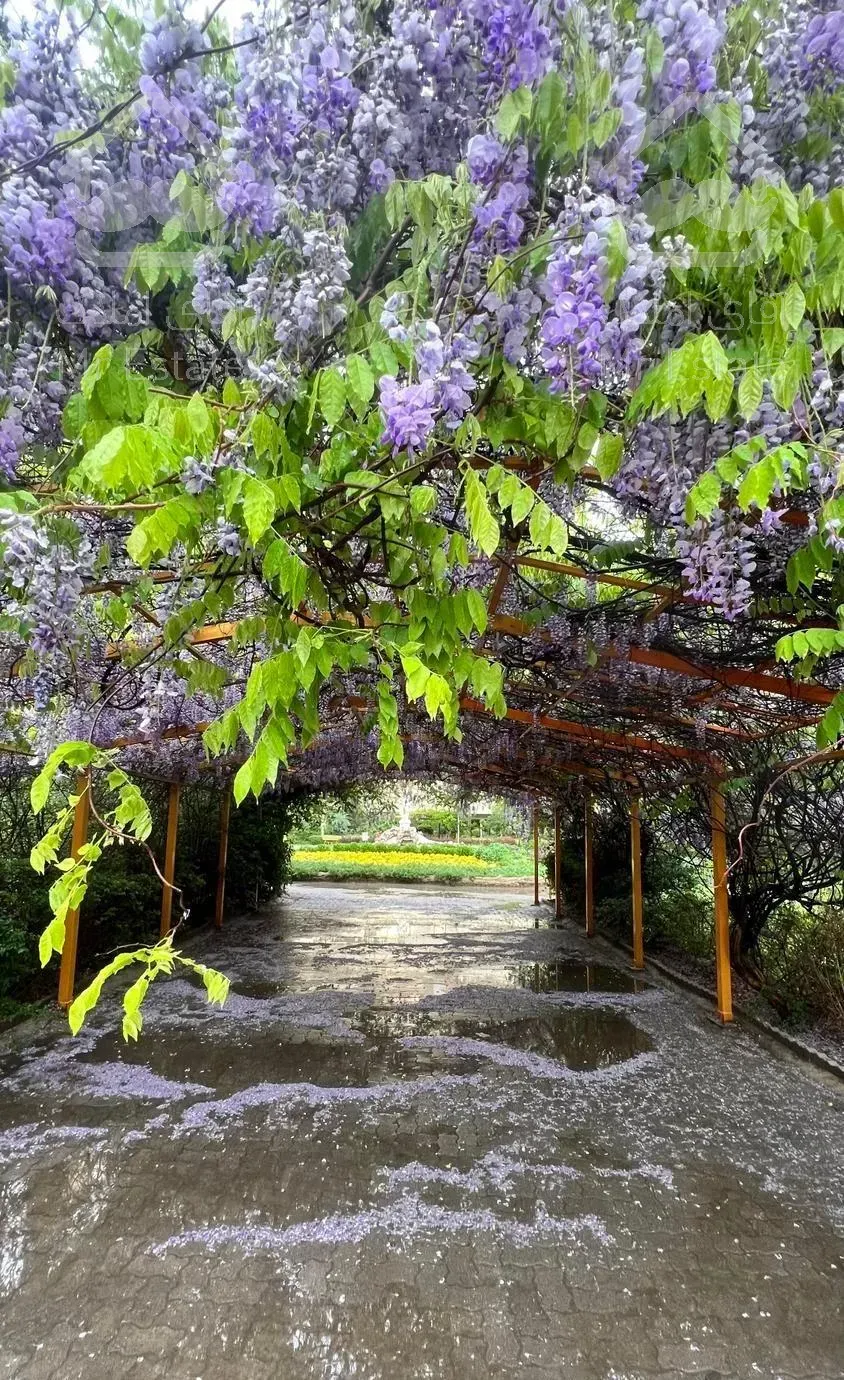 واحد دو خواب