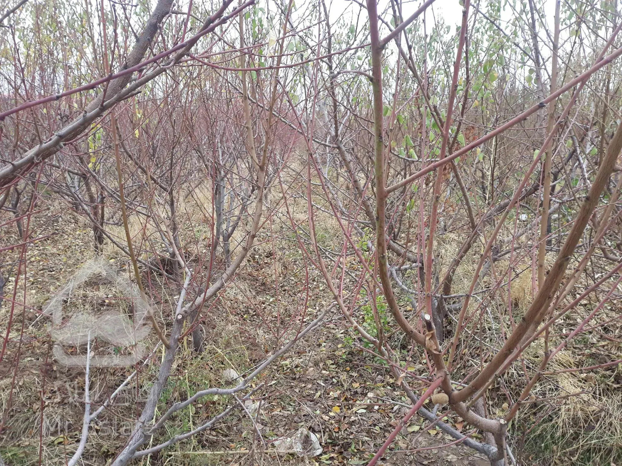 باغ و باغچه در شهریار حصارساتی