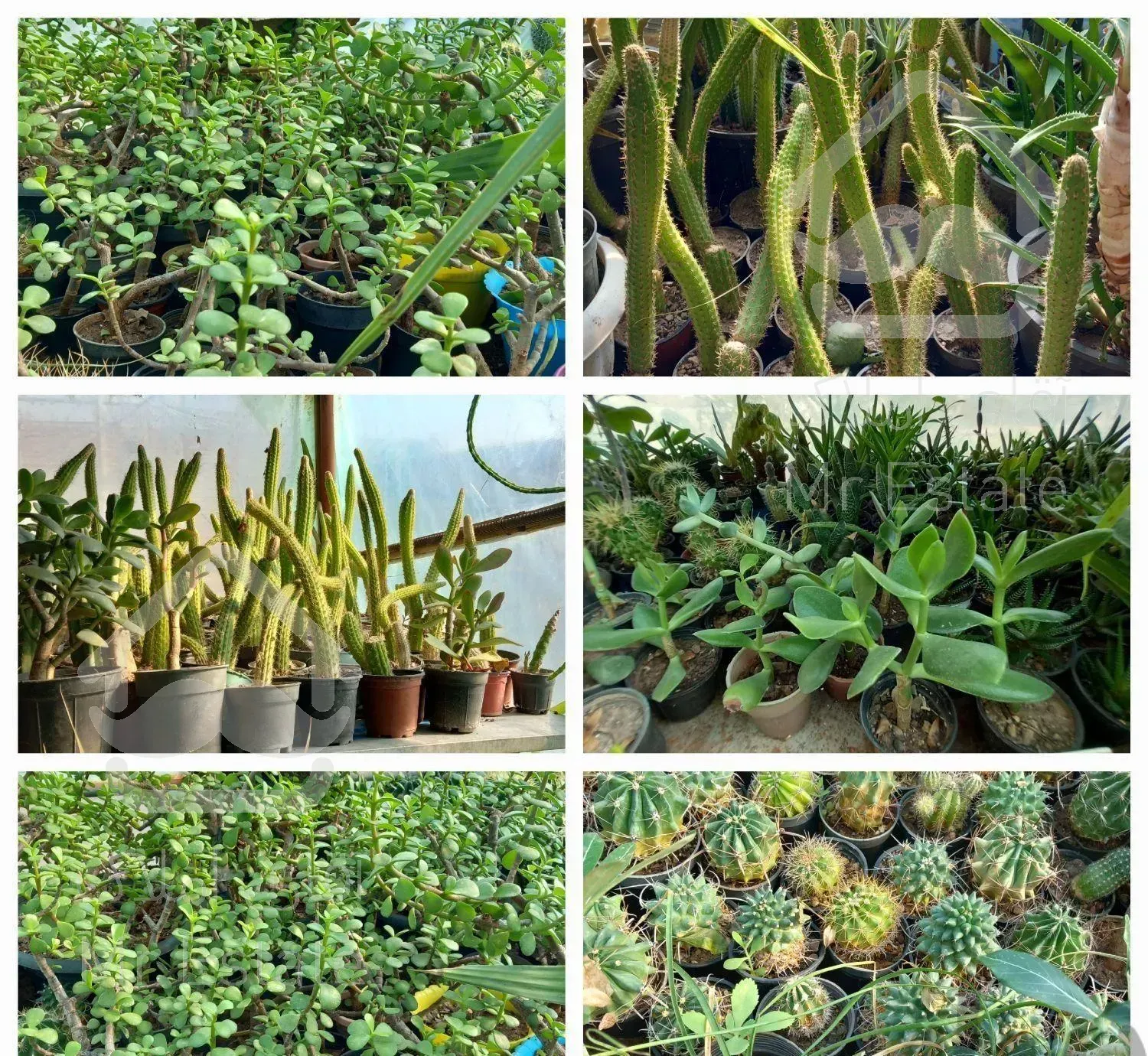 گل وگیاه طبیعی همه نوع