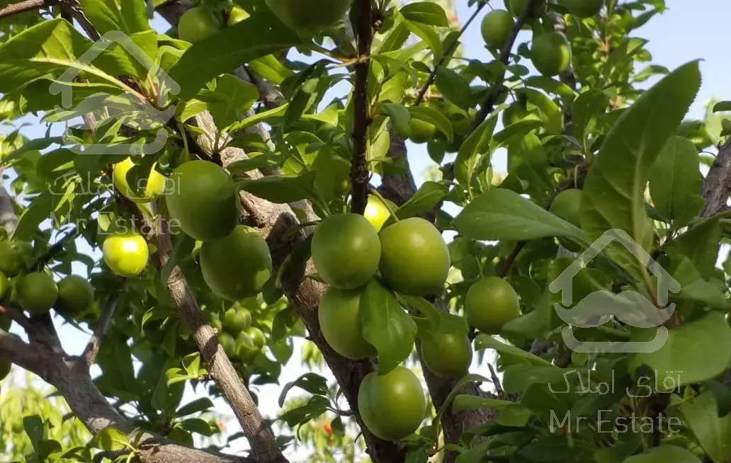 باغ ویلا ۲۸۰۰ متری  منطقه کردان آغشت