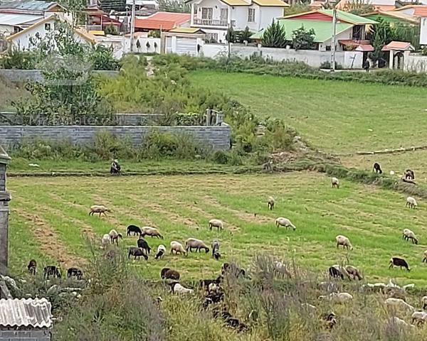 آپارتمان روستایی مبله