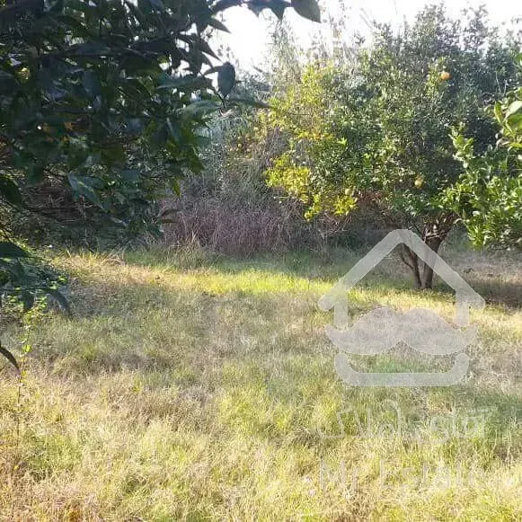 فروش زمین ۱۰۰۰ متری در منطقه باغی آمل