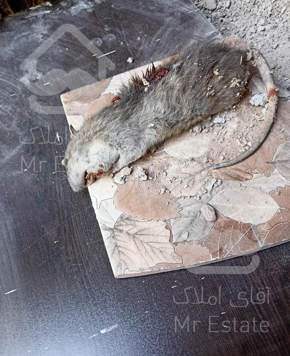 سمپاشی سم پاشی سوسک ریز آلمانی کابینتی فاضلابی ساس