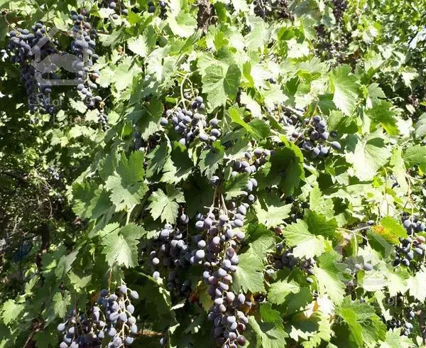 ویلاباغ۱۷۵۲متر با امکانات و سند تک برگ سهیلیه