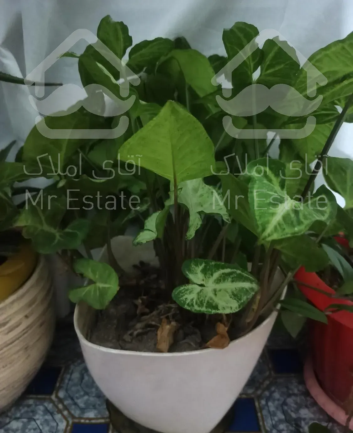 زوج جوان نظافت منزل ویلا نوساز راپله