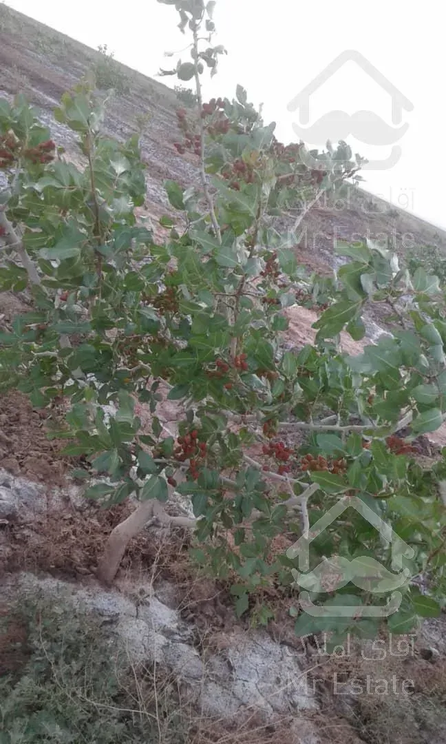 7هکتار باغ پسته نیشابور