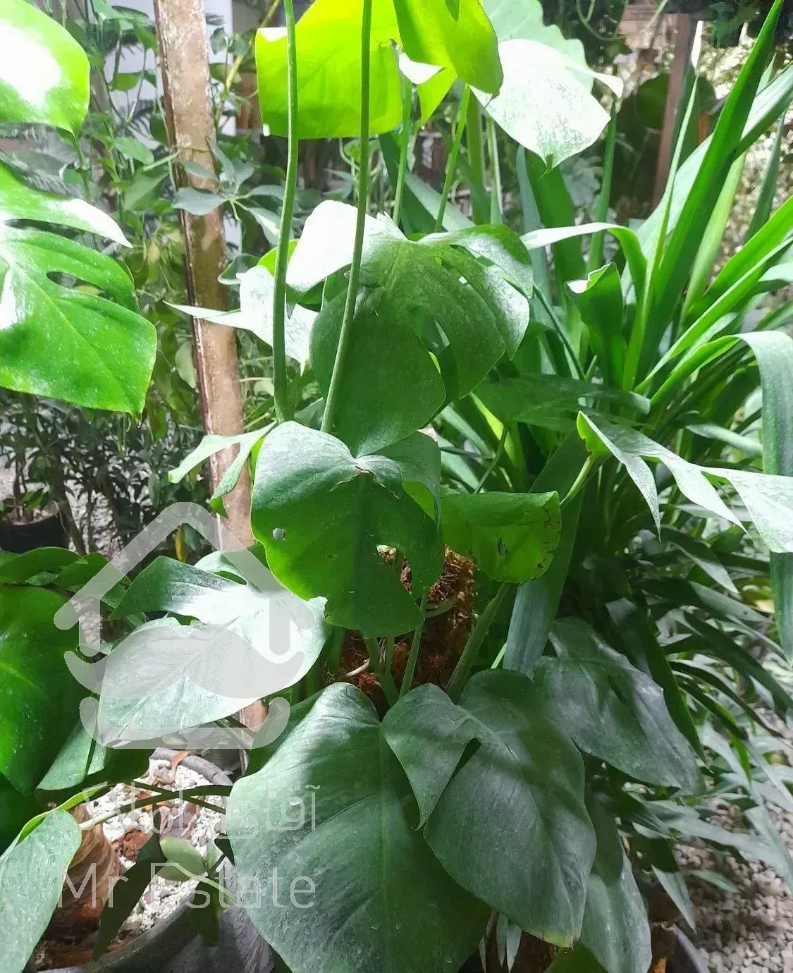 گل خونه ۲۵ متر