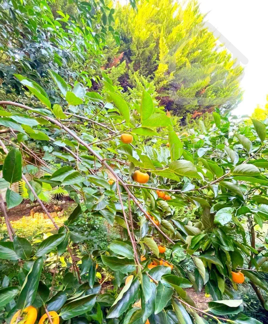 ویلاباغ290متری مشجر شهرکی محموداباد