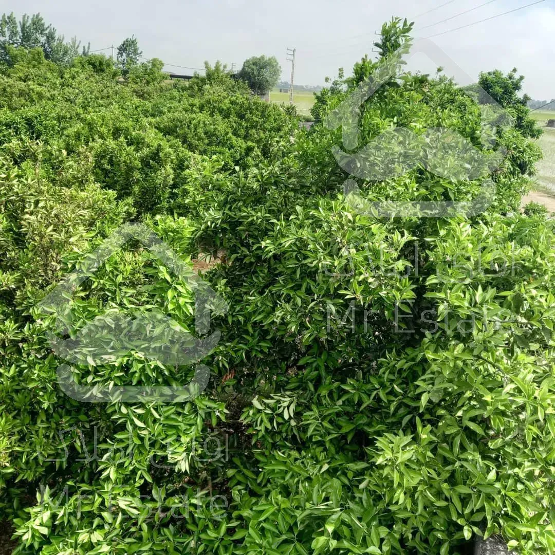 یک هکتار باغ مرکبات