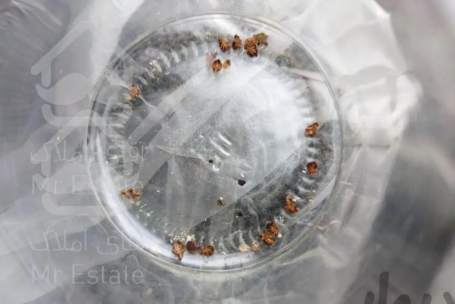 سم پاشی ساس گیاهی تضمینی بدون شستشو سمپاشی